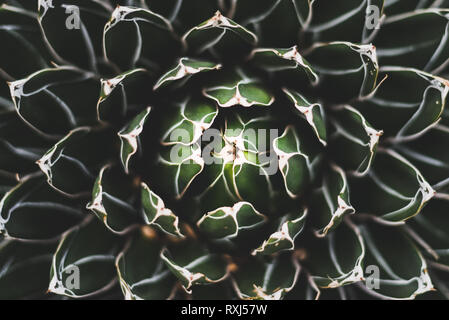 Eine Nahaufnahme von einem Kaktus Anlage mit einem schönen Design Stockfoto