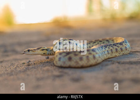 Nach Pacific Gopher Snake fotografiert an einem warmen Sommerabend, nachdem es gefunden wurde, von einem Graben zu einem anderen. Stockfoto