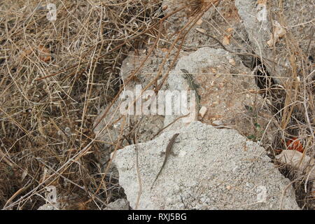Ein paar der Tyrrhenischen Wand Eidechsen (Podarcis tiliguerta) an einem ehemaligen Steinbruch in der Nähe von Orosei, Sardinien, Italien Stockfoto