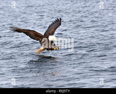 Weißkopfseeadler Haliaeetus leucocephalus, Angeln, Stockfoto