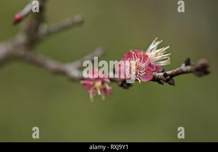 Blenheim Aprikose Blume Nahaufnahme Stockfoto