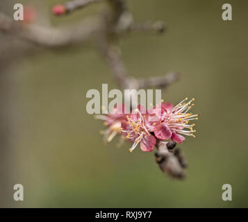 Blenheim Aprikosen Blumen auf einem Zweig close-up Stockfoto