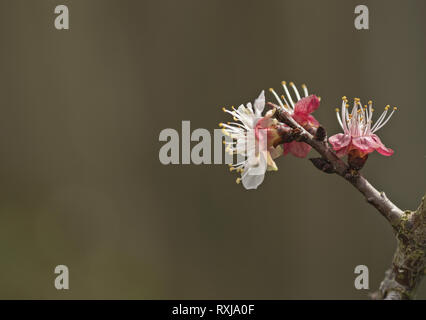 Blenheim Aprikosen Blumen auf einem winzigen Zweig close-up Stockfoto