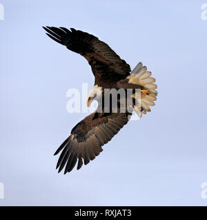 Der Weißkopfseeadler, Haliaeetus leucocephalus, Tauchen für Fische Stockfoto