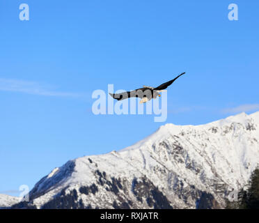 Der Weißkopfseeadler, Haliaeetus leucocephalus, im Flug Stockfoto