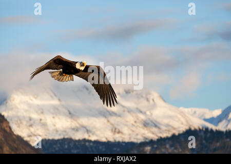 Der Weißkopfseeadler, Haliaeetus leucocephalus, im Flug Stockfoto