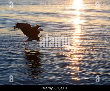 Der Weißkopfseeadler, Haliaeetus leucocephalus, bei Sonnenuntergang Stockfoto