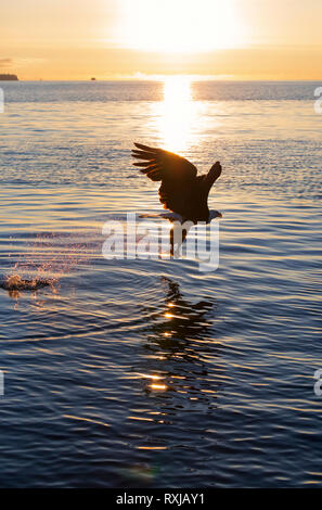 Der Weißkopfseeadler, Haliaeetus leucocephalus, bei Sonnenuntergang Stockfoto