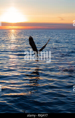 Der Weißkopfseeadler, Haliaeetus leucocephalus, bei Sonnenuntergang Stockfoto