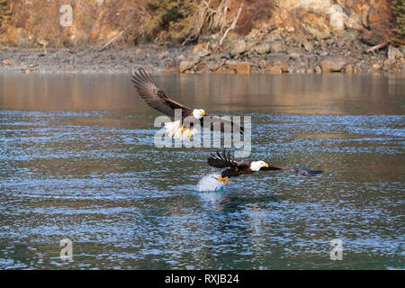 Weißkopfseeadler, Haliaeetus leucocephalus, Tauchen für Fische Stockfoto