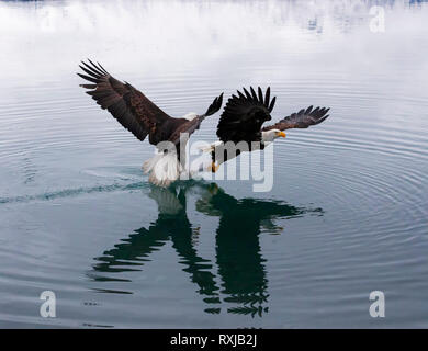 Weißkopfseeadler, Haliaeetus leucocephalus, Tauchen für Fische Stockfoto