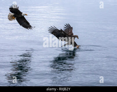 Weißkopfseeadler, Haliaeetus leucocephalus, Tauchen für Fische Stockfoto