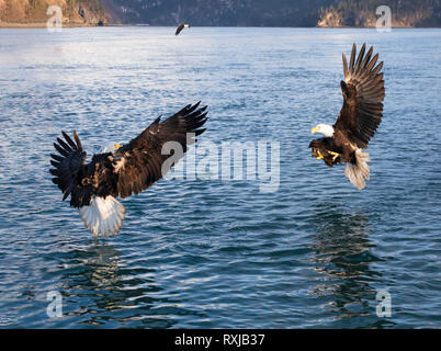 Weißkopfseeadler, Haliaeetus leucocephalus, Tauchen für Fische Stockfoto