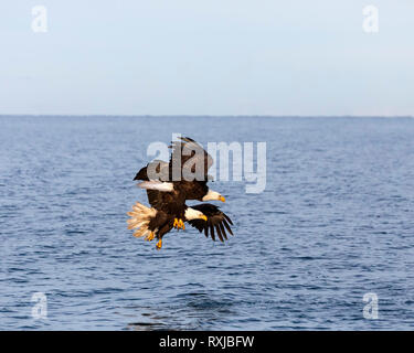 Weißkopfseeadler, Haliaeetus leucocephalus, Tauchen für Fische Stockfoto