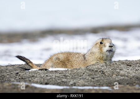 Schwarz-tailed Prairie Dog, (Cynomys ludovicianus), die sich aus Winter Burrow, Manitoba, Kanada. Stockfoto