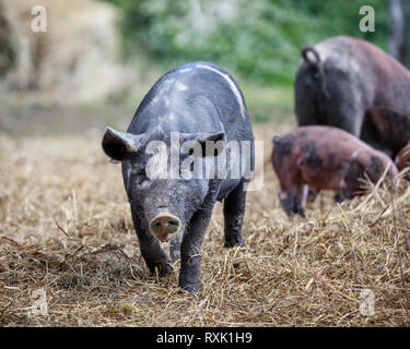 Domestizierte Schweine im Freien pen, Manitoba, Kanada Stockfoto