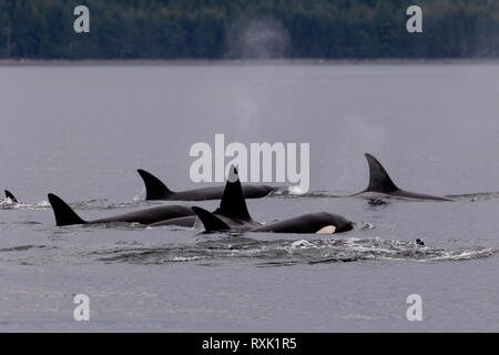 Nördliche Orca-Wale (Killerwale, Orcinus Orca), die an einem späten Nachmittag durch die Johnstone Strait in der Nähe der Küste von Vancouver Island reisen, First Nations Territory, Vancouver Island, British Columbia, Kanada. Stockfoto