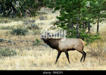 Wapiti (Cervus canadensis), Rocky Mountain National Park, Estes Park, Colorado, USA Stockfoto