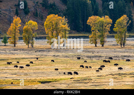 Bison (Buffalo) roaming Yellowstone National Park, Wyoming, USA Stockfoto