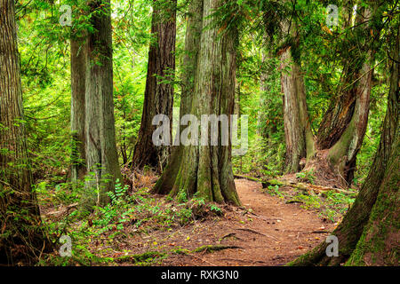 John Dean Provincial Park, North Saanich, Vancouver Island, NC-Kanada Stockfoto