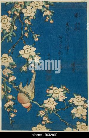 Dompfaff und weinend Kirsche (Uso, shidarezakura), von einer unbetitelten Serie von Blumen und Vögel. Katsushika Hokusai?? ??; Japanisch, 1760-1849. Datum: 1829-1839. Abmessungen: 25,5 x 17,1 cm. Farbe holzschnitt; chuban. Herkunft: Japan. Museum: Das Chicago Art Institute. Stockfoto