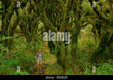 Regenwald an den Hängen des Mount Taranaki, aka Mount Egmont, Neuseeland, Kobold, Wald, aktiven Vulkan, Egmont National Park, North Island, Neuseeland Stockfoto