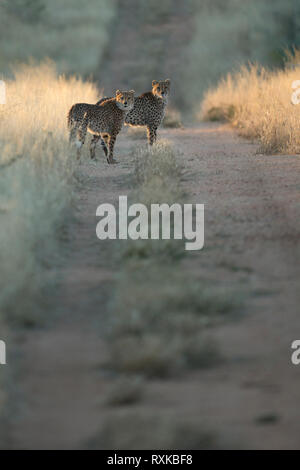 Zwei Geparden jagen in Etosha National Park, Namibia. Stockfoto