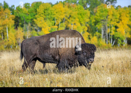 Plains Bisons, Stier, Fütterung auf Gras, Riding Mountain National Park, Manitoba, Kanada. Stockfoto