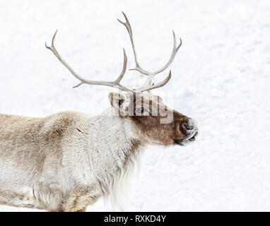 Boreal Woodland Caribou, Rangifer tarandus, Captive animal, Manitoba, Kanada Stockfoto