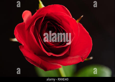 Eine rote Blume Rose Nahaufnahme auf schwarzem Hintergrund Stockfoto