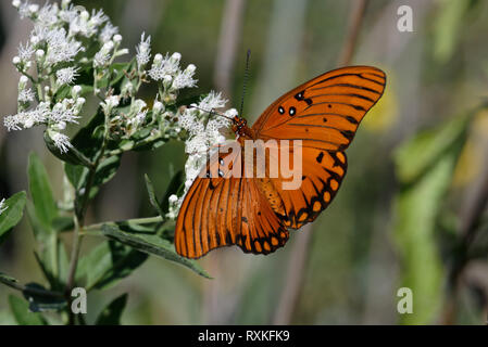 Golf Fritillary auf weißem Boneset Stockfoto