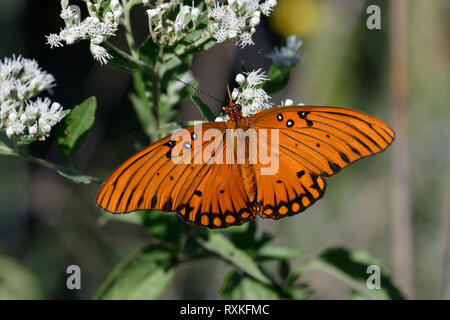 Golf Fritillary auf weißem Boneset Stockfoto