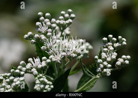 Spät Boneset Stockfoto