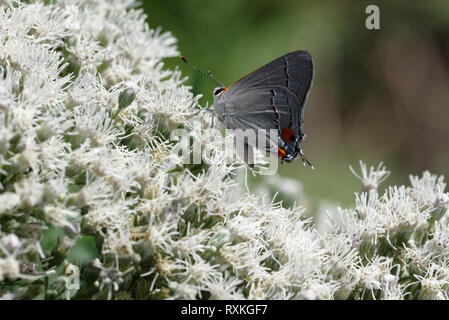 Grau Hairstreak auf weißem Boneset Stockfoto