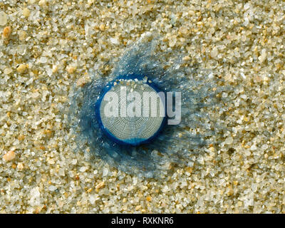 Blaue Taste Quallen (Porpita porpita) gewaschen oben auf Ufer, Koh Samui, Thailand Stockfoto