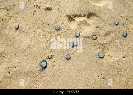 Blaue Taste Quallen (Porpita porpita) gewaschen oben auf Ufer, Koh Samui, Thailand Stockfoto