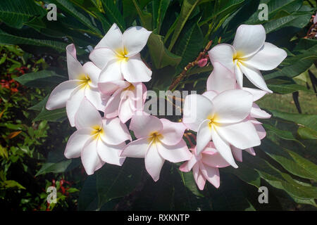 Frangipani (Plumeria alba), Blütenstand, Koh Samui, Thailand | Weiß Plumeria (Plumeria alba), blühende, Koh Samui, Thailand Stockfoto