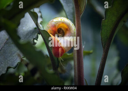 Ramshorn Planorbidae freshwater snail Abstieg bucephalandra Stammzellen im Aquarium Stockfoto