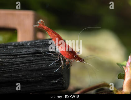 Red Cherry Garnelen (neocaridina davidi) stehend auf Holzkohle Stick im Süßwasser-Aquarium Stockfoto