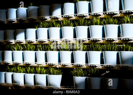 Frische Kräuter in keramischen Töpfen. Verschiedene Arten von Gewürzpflanzen in Keramik Töpfe Stockfoto