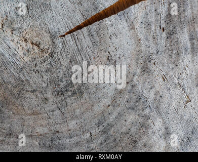 Von Querschnitt der Baumstamm Hintergrund. Abstrakte Textur aus dem Ringe des alten verwittertes Holz mit einem Crack Stockfoto