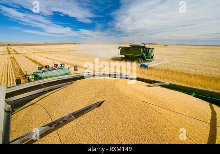 Ein Mähdrescher ernten Hartweizen mit einer Nahaufnahme des Ernteguts in einem Korn wagen, in der Nähe von Ponteix, Saskatchewan, Kanada Stockfoto