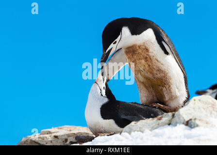 Eine passende Paar Kinnriemen Pinguine in der Antarktis. Stockfoto