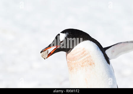 Ein Gentoo Pinguin mit einem Kiesel im Schnabel. Stockfoto