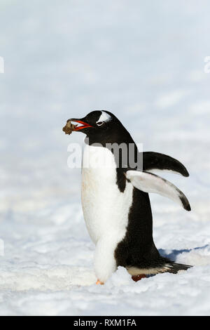 Ein Gentoo Pinguin mit einem Kiesel im Schnabel. Stockfoto