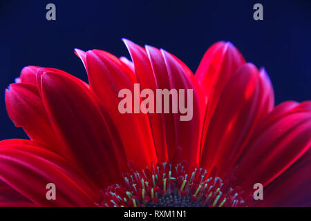 Teil des Kopfes eines roten Gerbera Blume in der Nähe auf einem dunklen Hintergrund Stockfoto