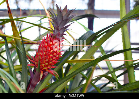 Nahaufnahme von einem roten Ananas Frucht einer Ananas Bracteatus bromelie Anlage Stockfoto