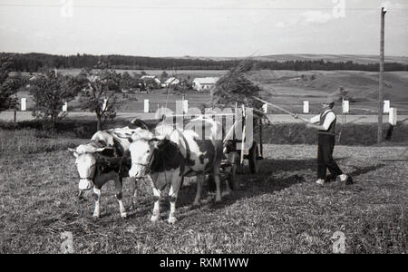 1930, in der Tschechoslowakei, einem kleinen Halter oder kleiner Bauer mit seiner Frau in einem Feld Heu laden auf einen Warenkorb in einem Feld von zwei Ochsen angetrieben. Die Voice, die im neu gebildeten Land für die bäuerliche Bevölkerung, vor allem Bauern mit kleinen Farmen war die Republikanische Partei von Landwirtschaft und kleinbäuerliche Bevölkerung. Stockfoto