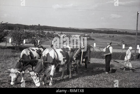 1930, in der Tschechoslowakei, einem kleinen Halter oder kleiner Bauer mit seiner Frau in einem Feld Heu laden auf einen Warenkorb in einem Feld von zwei Ochsen angetrieben. Die Voice, die im neu gebildeten Land für die bäuerliche Bevölkerung, vor allem Bauern mit kleinen Farmen war die Republikanische Partei von Landwirtschaft und kleinbäuerliche Bevölkerung. Stockfoto