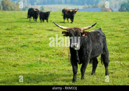 Die alte Rasse von Kühen in der Tschechischen Republik gezüchtet werden. Stockfoto
